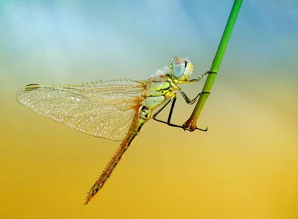 Odonata Λιβελούλα Στη Χλωρίδα Της Φύσης — Φωτογραφία Αρχείου