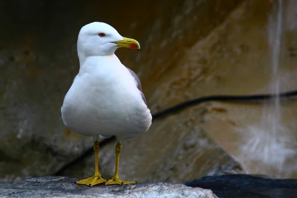 Scenic View Beautiful Cute Gull Bird — Stock Photo, Image