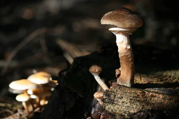 Growing Mushrooms Forest Nature Background — Stock Photo, Image