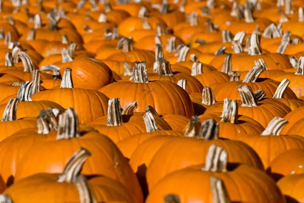 Orange Pumpkins Festival Halloween — Stock Photo, Image