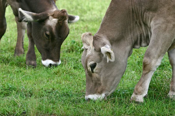 Cows Natural Landscape Selective Focus — Stock Photo, Image