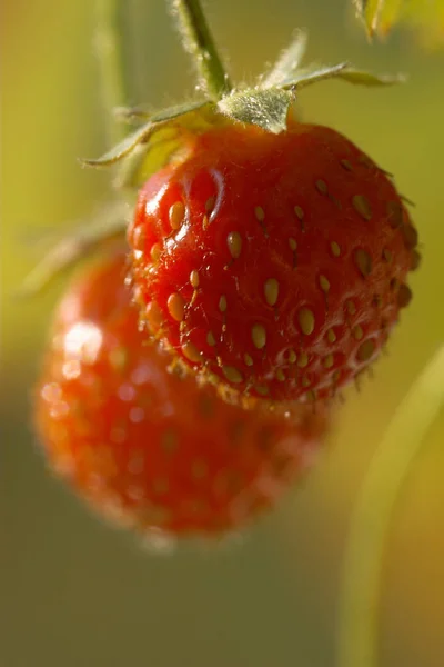 Dos Fresas Silvestres Bajo Luz Solar —  Fotos de Stock