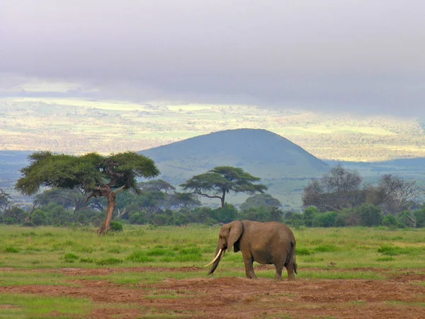 Vista Panorâmica Fauna Flora Savannah — Fotografia de Stock