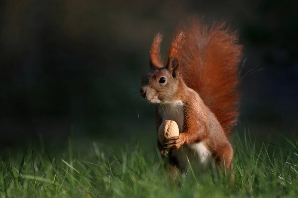 Esquilo Vermelho Floresta — Fotografia de Stock