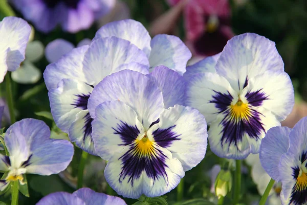 Pansies Jardim Primavera — Fotografia de Stock