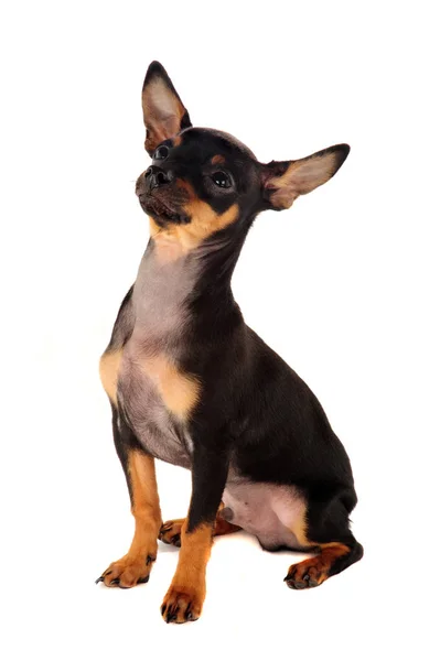 Portait Lindo Perro Mascota —  Fotos de Stock