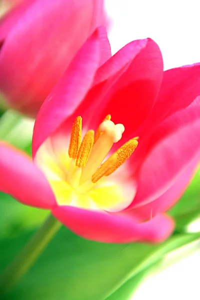Vista Panorámica Hermosa Flor Tulipán — Foto de Stock
