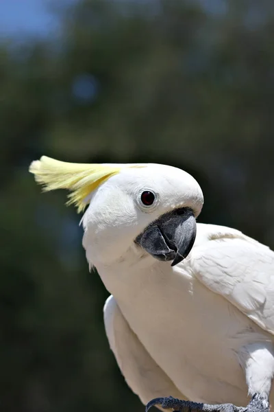 Malowniczy Widok Piękny Kakadu Ptak — Zdjęcie stockowe