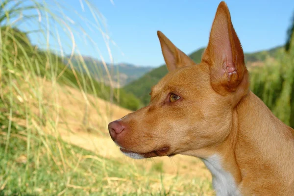 かわいい犬の肖像画 — ストック写真