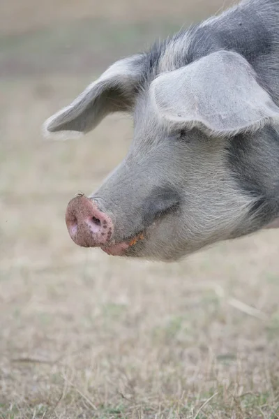 Pecuária Doméstica Pastagem Agrícola — Fotografia de Stock