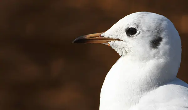 Schilderachtig Uitzicht Prachtige Meeuwenvogels Natuur — Stockfoto