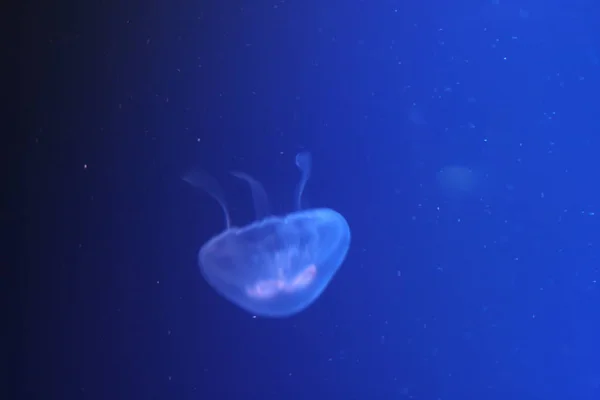 Méduses Mer Sous Marine Vie Marine Créature — Photo