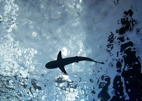 Tengeri Cápa Veszélyes Ragadozó — Stock Fotó