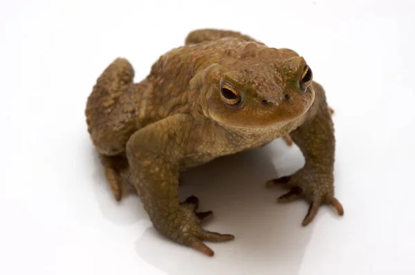 Pad Reptiel Kikker Amfibie Dier — Stockfoto