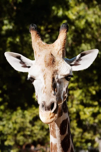 Giraffe Animal African Herbivore Mammal — Stock Photo, Image