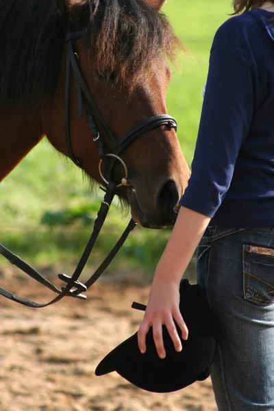 Horse rider during driving lessons