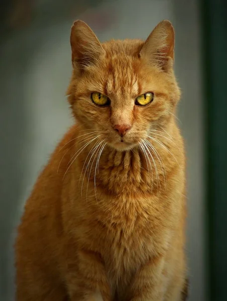 Porträt Einer Süßen Katze — Stockfoto