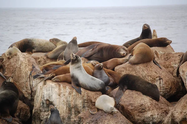 Foca Animal Marino Marino — Foto de Stock