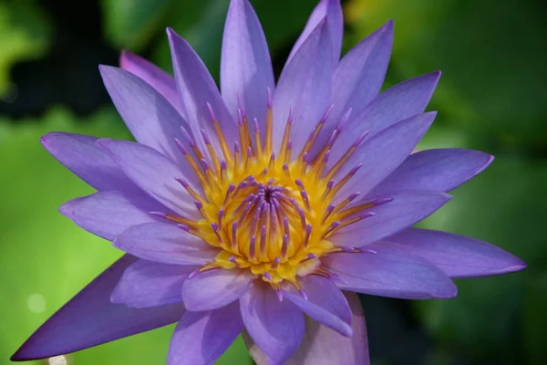 Водна Лілія Пелюстки Квітки Водна Рослина — стокове фото