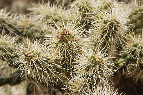 Cholla Cactus Närbild — Stockfoto