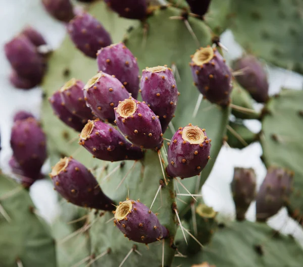 Planta Verde Tropical Cactus Suculentos —  Fotos de Stock