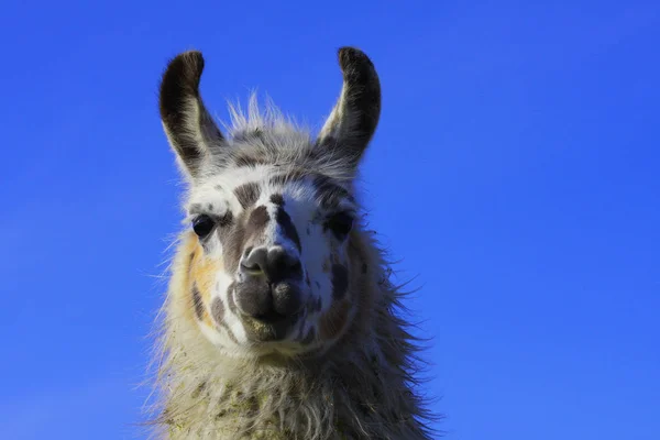 Llama Animal, funny long neck animal