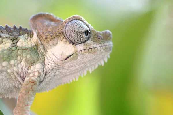 Animal Camaleón Reptil Lagarto Tropical — Foto de Stock