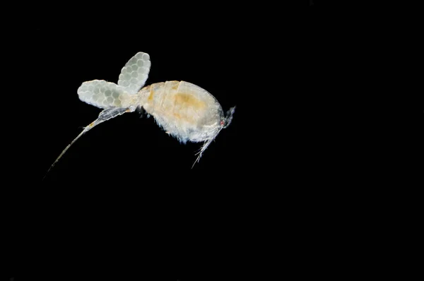 野生の自然界での虫の接近 — ストック写真