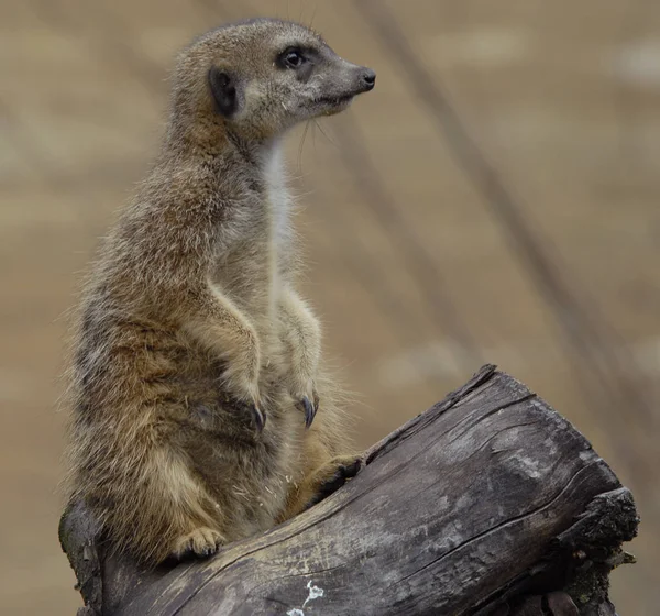 Cute Meerkat Suricatta — 스톡 사진