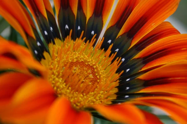 Beautiful Botanical Shot Natural Wall — Stock Photo, Image