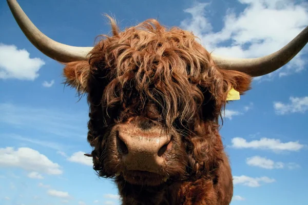 Kor Naturlandskap Selektivt Fokus — Stockfoto