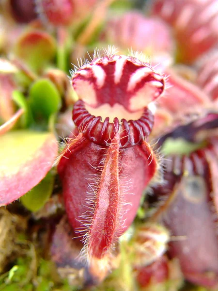 Malerische Ansicht Der Schönen Bunten Lotus — Stockfoto