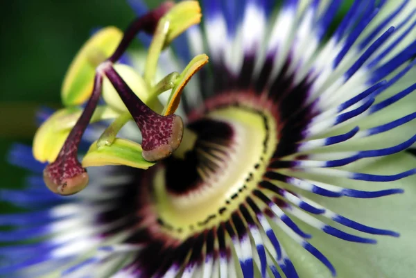 美しい花 花のコンセプトの背景 — ストック写真