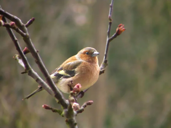 Vue Panoramique Magnifique Oiseau Pinson Mignon — Photo