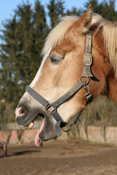 Söt Häst Vild Natur — Stockfoto