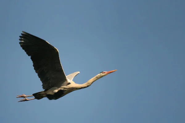 Gran Garza Vuelo —  Fotos de Stock