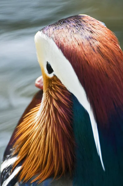 Vue Panoramique Bel Oiseau Nature — Photo