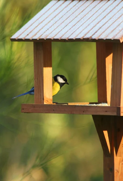 Great Tit His House — Photo