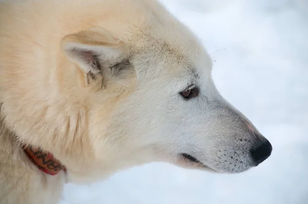 Huskies Sarkkörön Belül — Stock Fotó