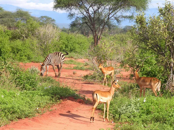 Animaux Sabots Dans Nature Savannah Gazelle — Photo