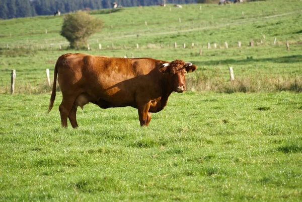 Ganado Doméstico Pasto —  Fotos de Stock