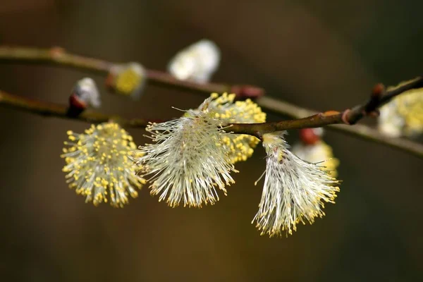 버드나무 꽃이삭을 가까이 — 스톡 사진