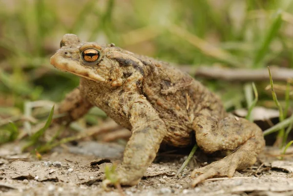 Erdkröte Frosch Amphibie — Stockfoto