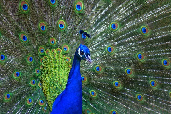 Vacker Utsikt Över Vacker Fågel Naturen — Stockfoto