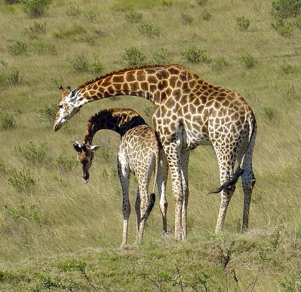 Brązowa Żyrafa Zwierzęta Dzikie Flora Fauna Przyrodzie — Zdjęcie stockowe