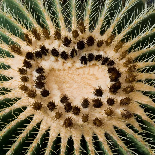 Cactus Tropische Plant Flora — Stockfoto