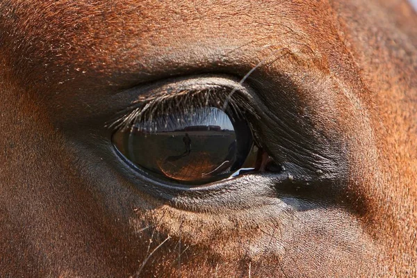 Horses Outdoors Daytime — Stock Photo, Image