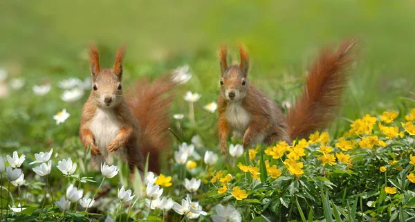 Entzückendes Eichhörnchen Tier Nagetier — Stockfoto