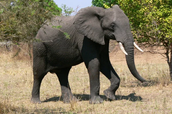 Mammiferi Africani Elefante — Foto Stock