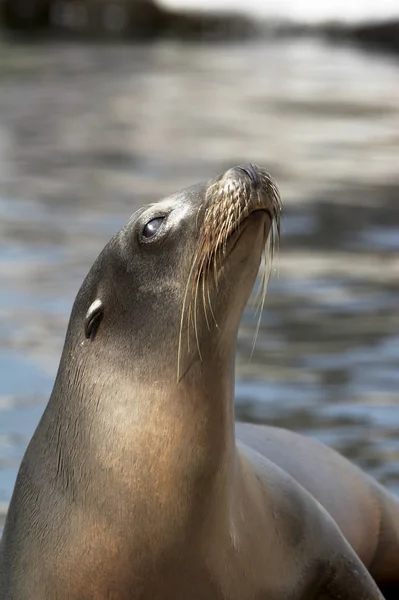 Foca Animal Marino Marino — Foto de Stock